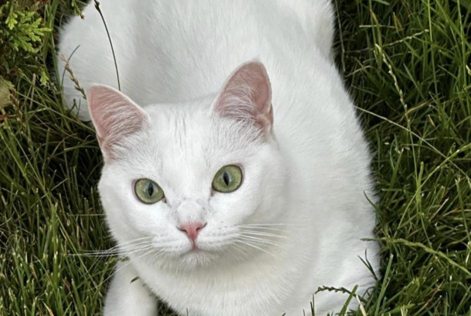 Disappearance alert Cat Female , 2 years Tremblay-en-France France
