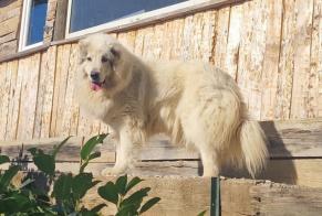 Disappearance alert Dog  Male , 7 years Astugue France