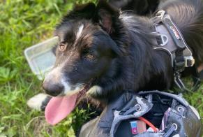 Disappearance alert Dog  Male , 1 years Saint-Martin-Lars-en-Sainte-Hermine France