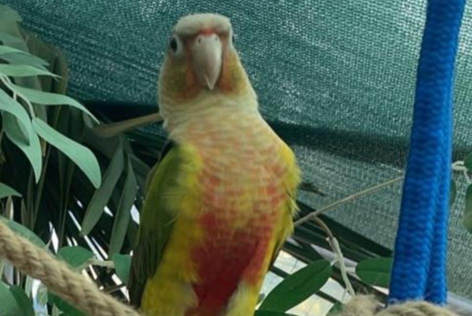 Disappearance alert Bird Male , 2024 years Bessancourt France