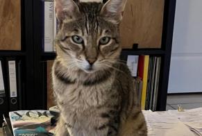 Disappearance alert Cat  Male , 12 years Saint-Germain-sur-Renon France