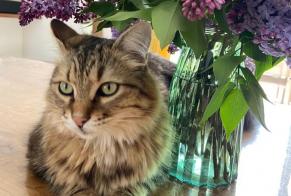 Disappearance alert Cat miscegenation Male , 5 years Capdenac-Gare France