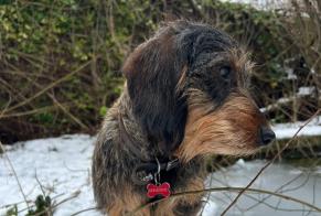 Disappearance alert Dog  Female , 2 years Marchiennes France