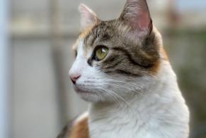 Disappearance alert Cat  Female , 8 years Orléans France