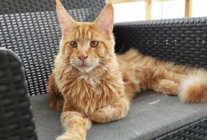 Disappearance alert Cat  Male , 1 years La Roche-sur-Yon France