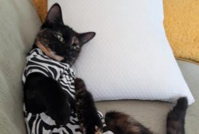 Disappearance alert Cat  Female , 1 years Pougny France