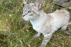 Disappearance alert Cat Male , 1 years Saint-Étienne France