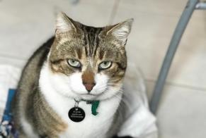 Disappearance alert Cat  Male , 6 years Biarritz France