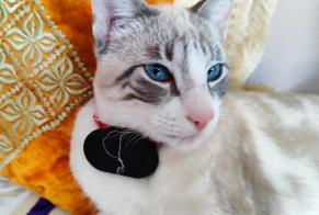 Discovery alert Cat Male Moissy-Cramayel France