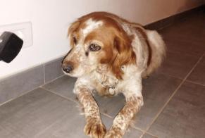 Discovery alert Dog  Female Roquemaure France