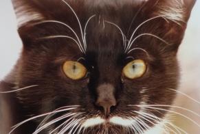 Disappearance alert Cat Male , 16 years Lavaur France