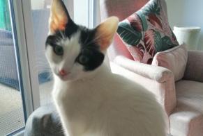 Disappearance alert Cat Female , 2 years Tigery France