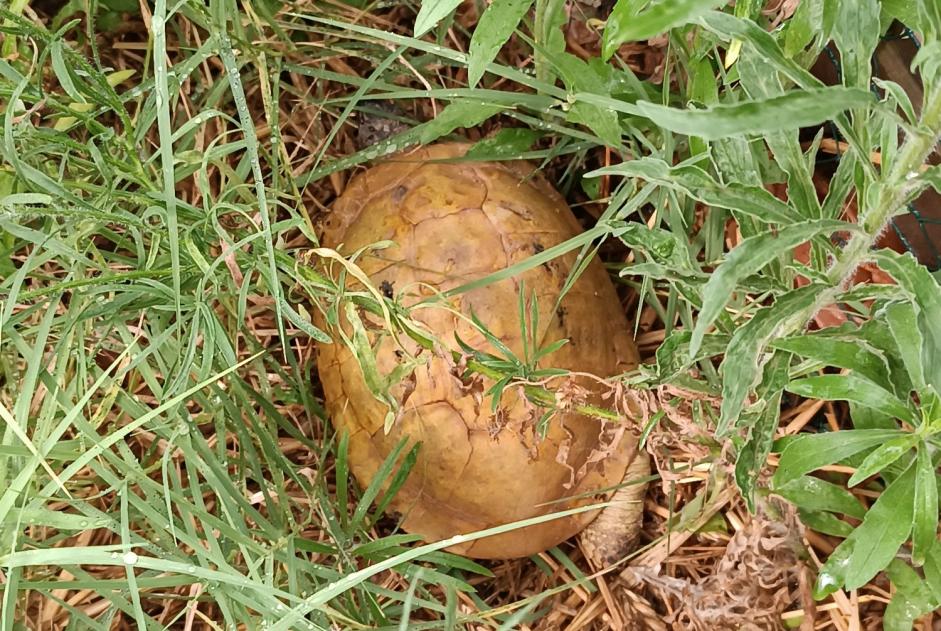 Discovery alert Tortoise Unknown Simiane-Collongue France