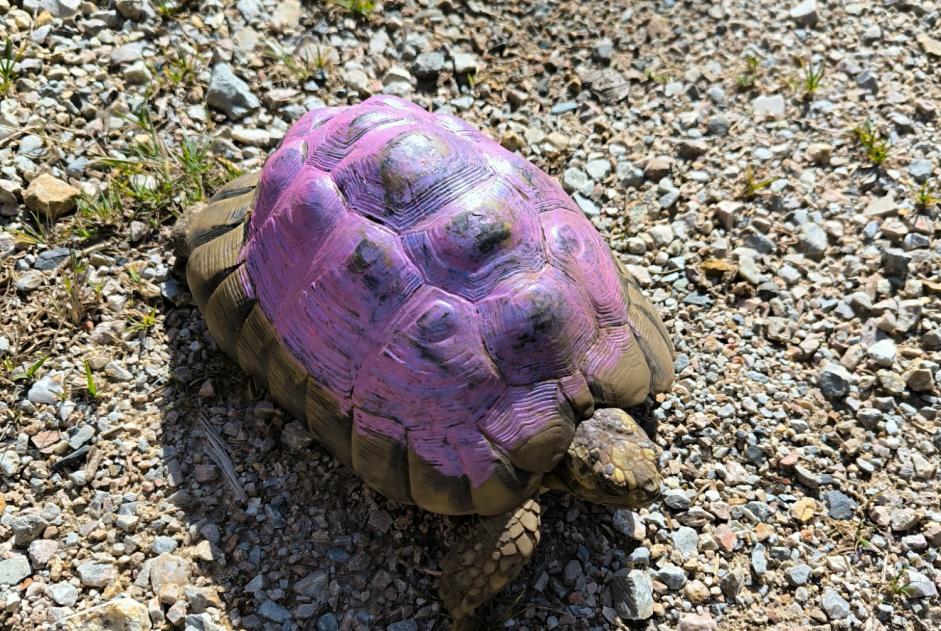 Discovery alert Other Tortue Male Castans France