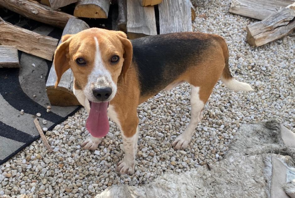 Discovery alert Dog  Male Longèves France