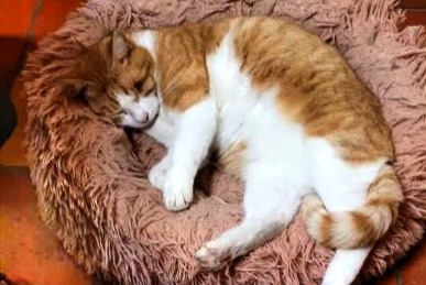 Disappearance alert Cat Male , 5 years Saint-Cyr-des-Gâts France