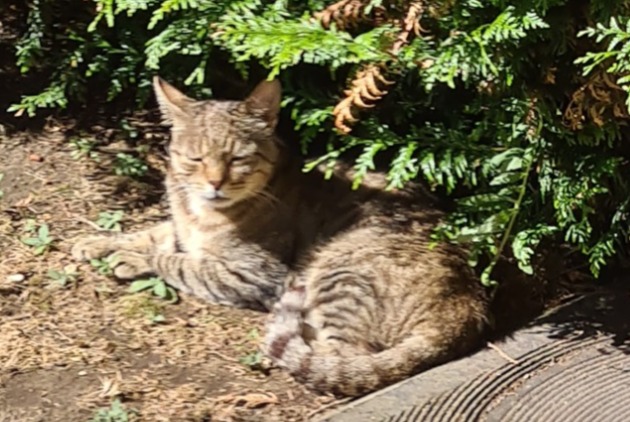 Discovery alert Cat Female Bondy France