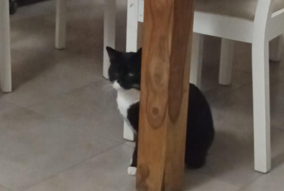 Disappearance alert Cat  Male , 6 years Nîmes France