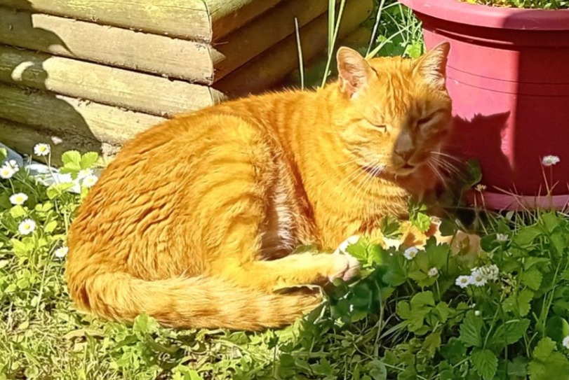 Disappearance alert Cat Male , 12 years Anglet France