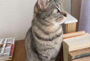 Disappearance alert Cat  Female , 4 years Bourg-Saint-Maurice France