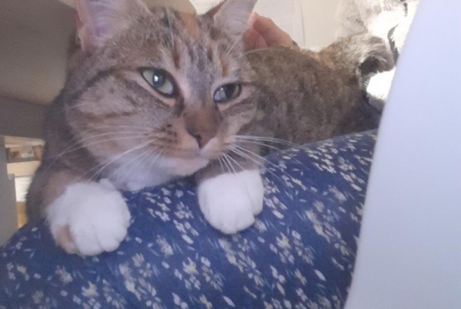 Disappearance alert Cat  Female , 2 years Saint-Georges-des-Coteaux France