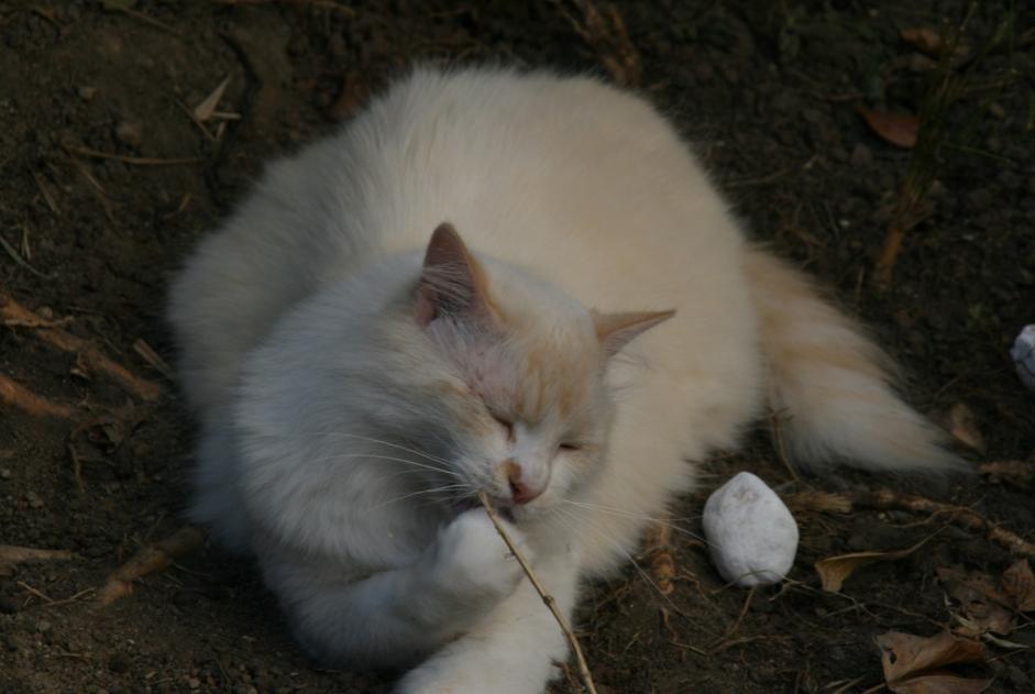 Disappearance alert Cat  Male , 7 years Nantes France