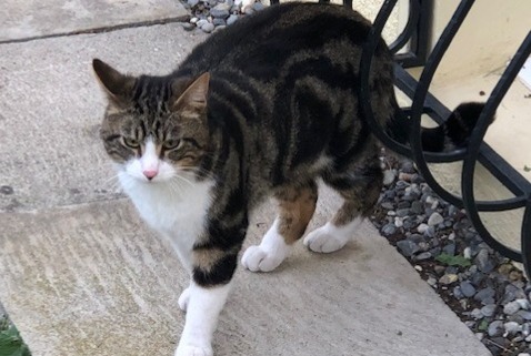 Discovery alert Cat Male Vouvry Switzerland