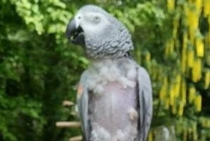 Disappearance alert Bird Female , 2024 years Veigy-Foncenex France