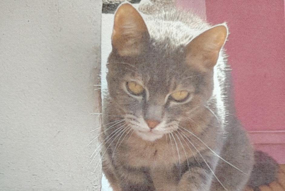 Disappearance alert Cat Female , 15 years Le Fenouiller France