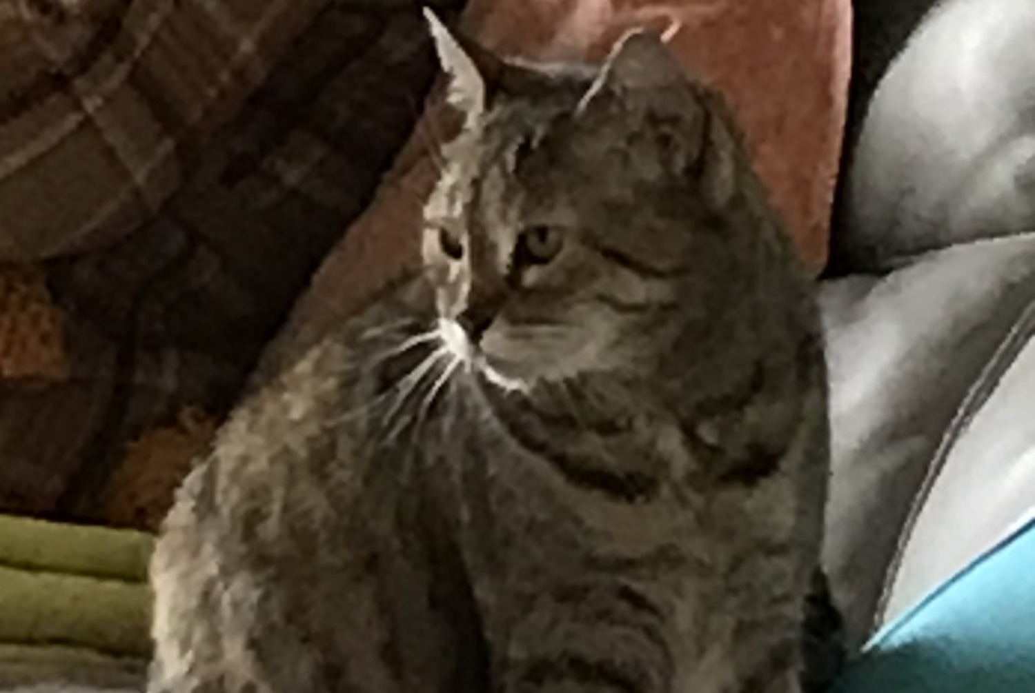 Disappearance alert Cat  Female , 14 years Monts-sur-Guesnes France