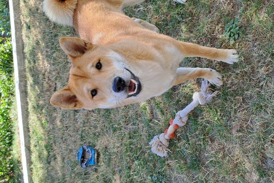 Disappearance alert Dog  Male , 0 years Saint-Martin-du-Bois France