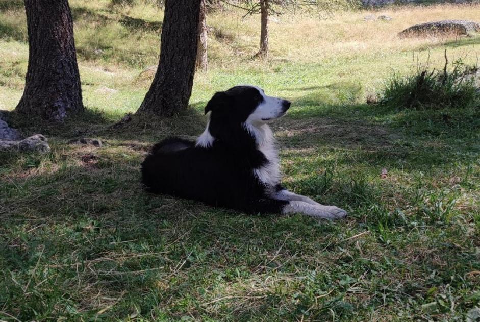 Disappearance alert Dog  Male , 3 years Notre-Dame-des-Landes France