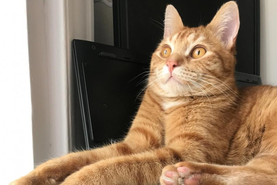 Disappearance alert Cat Male , 3 years Billère France