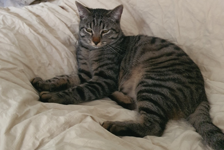 Disappearance alert Cat Male , 5 years Les Pavillons-sous-Bois France