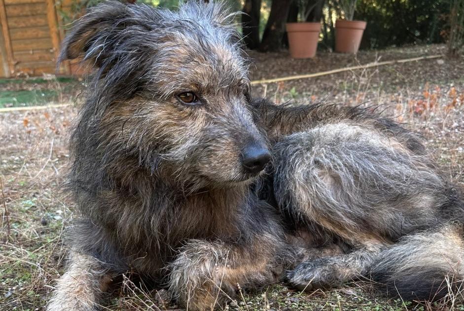 Discovery alert Dog Male , 6 years Speloncato France