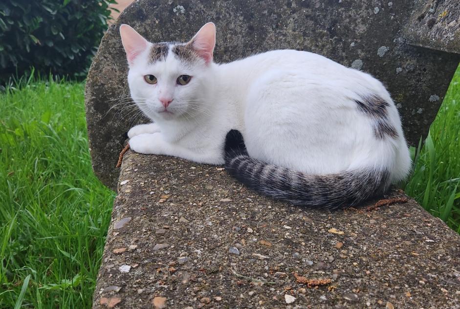 Disappearance alert Cat Male , 2 years La Chapelle-en-Vexin France