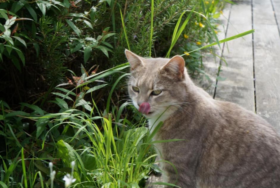 Disappearance alert Cat miscegenation Female , 3 years Bourg-Saint-Christophe France