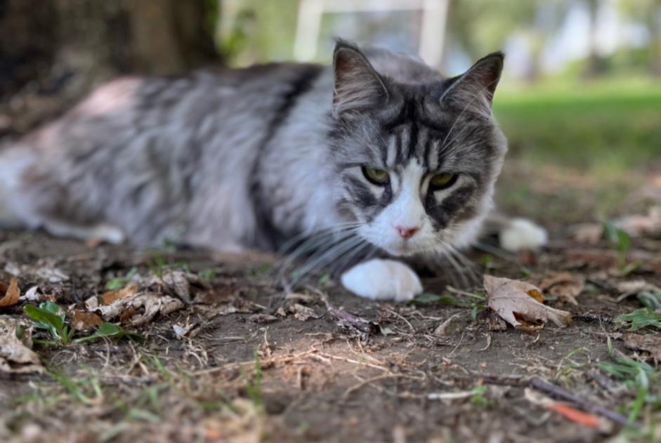 Disappearance alert Cat  Female , 2 years La Balme-de-Sillingy France