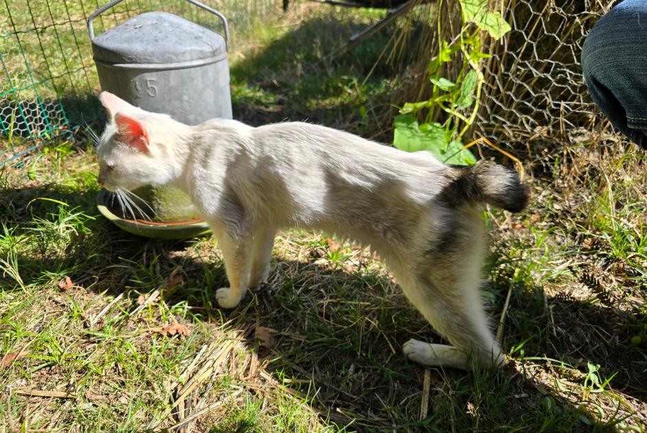 Discovery alert Cat miscegenation Female , Between 9 and 12 months Carcen-Ponson France