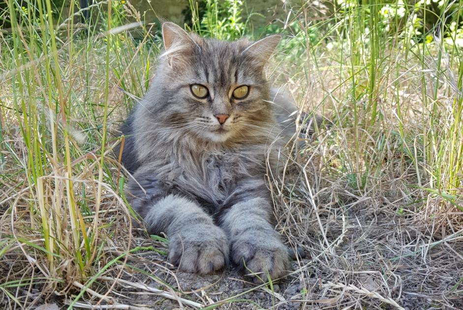 Disappearance alert Cat Female , 9 years Montargis France