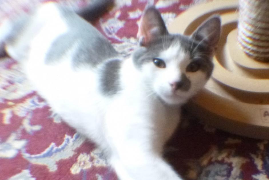 Disappearance alert Cat miscegenation Male , 0 years Lille France