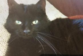 Disappearance alert Cat Female , 15 years Territet Switzerland