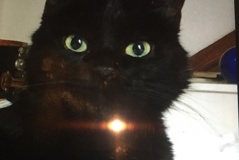 Disappearance alert Cat Female , 15 years Territet Switzerland