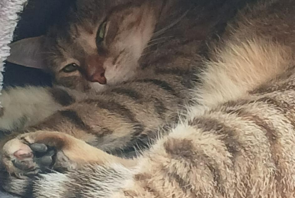 Disappearance alert Cat  Female , 2 years Ballancourt-sur-Essonne France