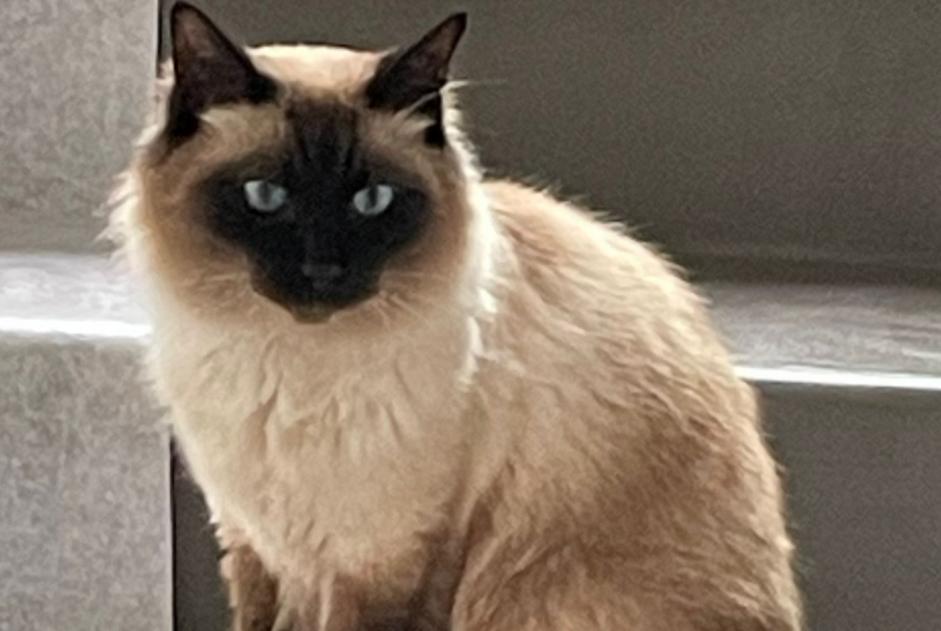 Disappearance alert Cat  Male , 4 years Bry-sur-Marne France