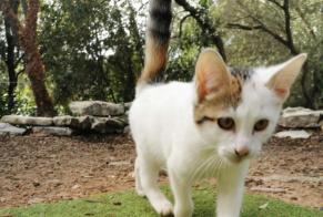 Discovery alert Cat Female Bonifacio France