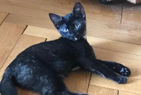 Disappearance alert Cat  Female , 1 years Antony France