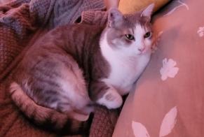 Disappearance alert Cat Female , 8 years Dijon France