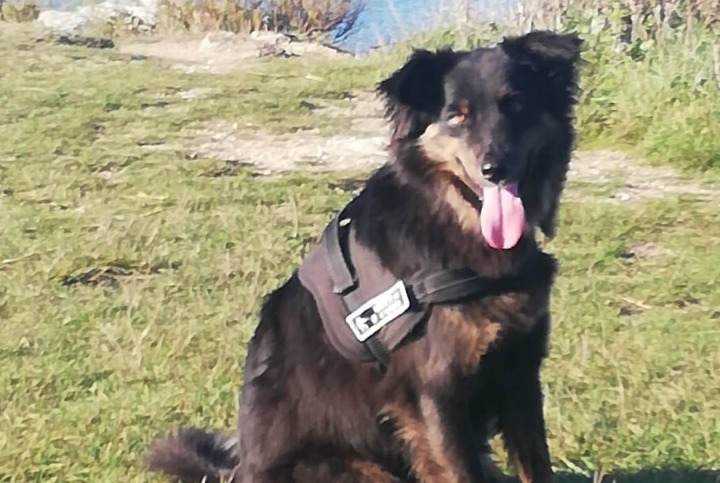 Disappearance alert Dog miscegenation Male , 3 years Languidic France