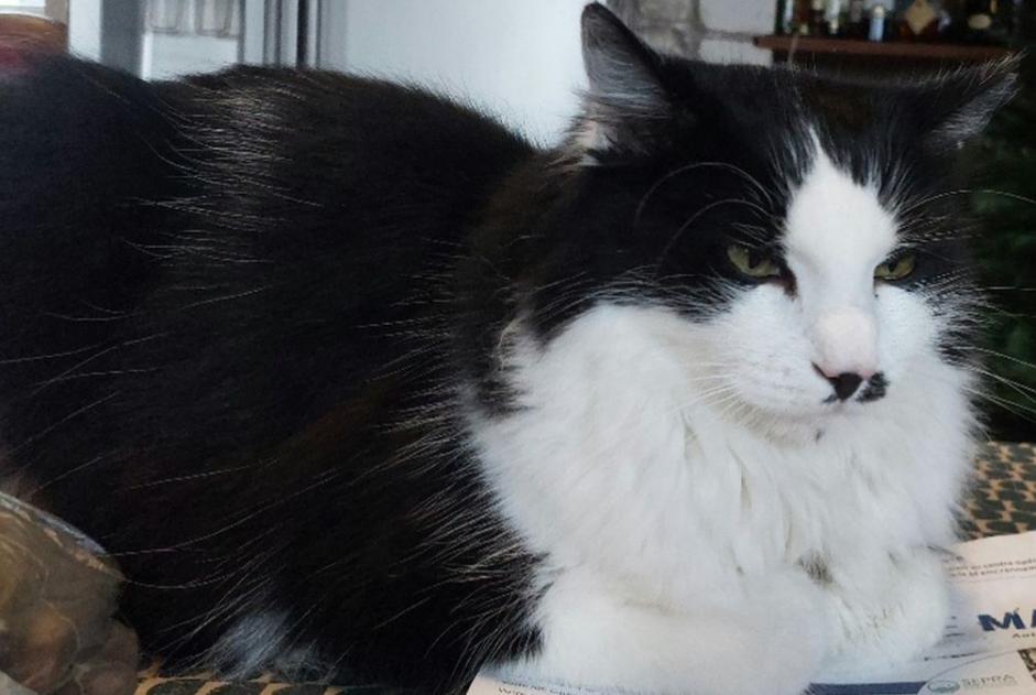 Disappearance alert Cat Male , 7 years Paris France